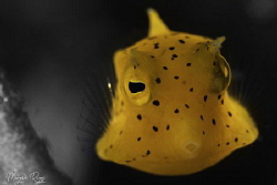 Blow me a kiss (Juvenile Boxfish) by Morgan Riggs 